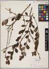 Foto von Salix aurita L.